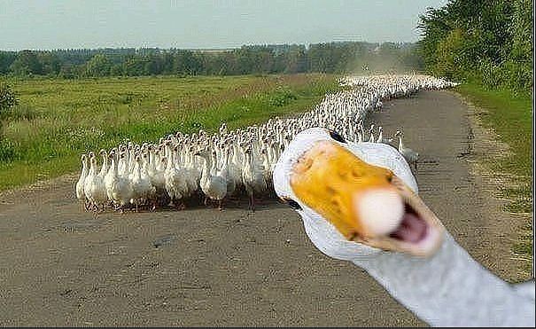seks