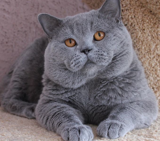 Вот такой я котяра