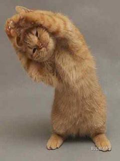 всегда готов