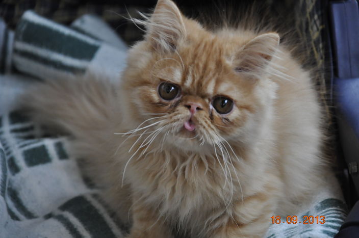 я вот такой