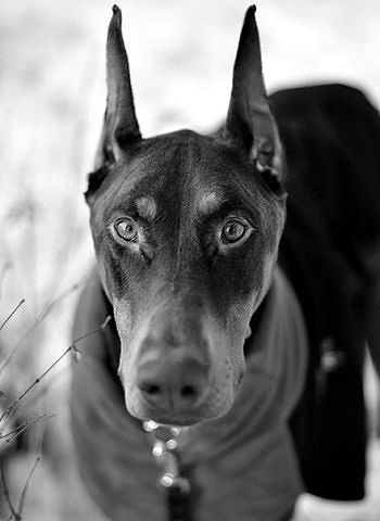 ..............................