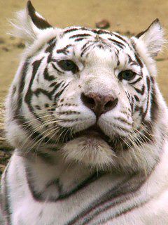 и я такой же