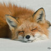 foxic)))))