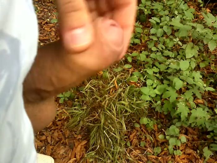 Дрочу в кустах